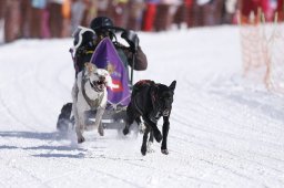 Lenk 2013
